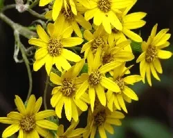 Amarillo...resplandeciente