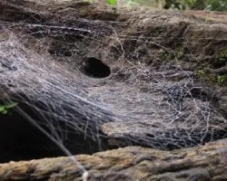 Tela de araña