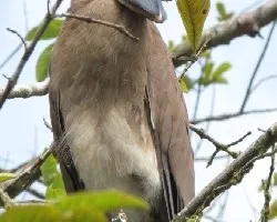 Cochlearius cochlearius