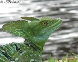 Basiliscus plumifrons