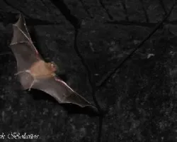 Murciélago Nariz plana