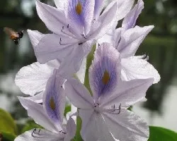 lirio acuatico