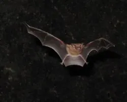 Murciélago Nariz plana