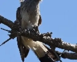 Guira guira