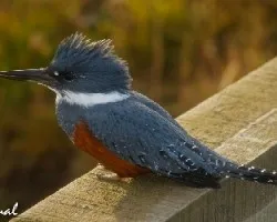 Megaceryle torquata