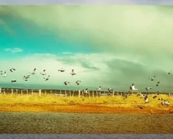 aves en vuelo