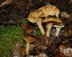 identificar