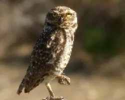 Athene cunicularia
