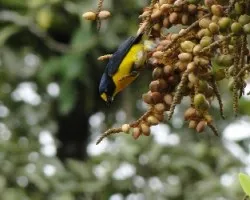 Eufonia hirundinacea