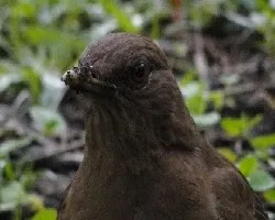 Turdus grayi