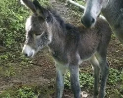 Equus asinos