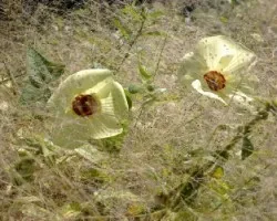 flor silvestre