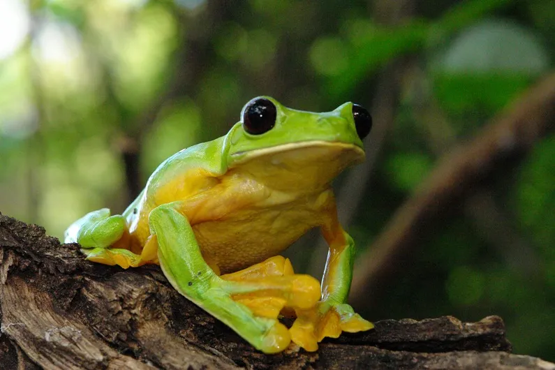 Foto