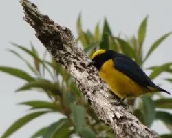Euphonia luteicapilla