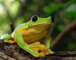 Agalichnis spurelli