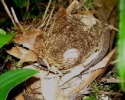 Myrmeciza exsul