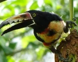 Pteroglossus torquatos