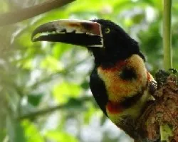 Pteroglossus torquatos