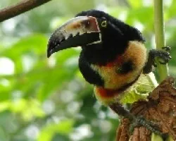 Pteroglossus toquatos