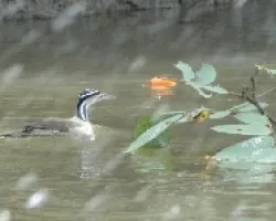 Heliornis fulica