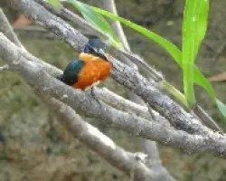 Chloroceryle aenea