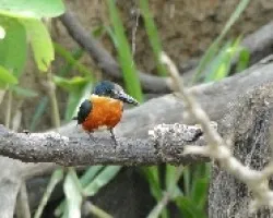 Chloroceryle aenea