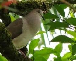 Leptotila virreauxi
