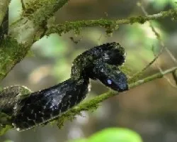 spilotes pullatos