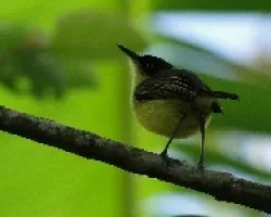 Todirostrum cinereon