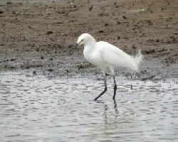 Egreta thula