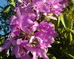 Flor nacional