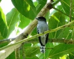 Pachyramphus polychopterus