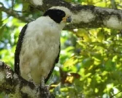 Herpethores cachinnans