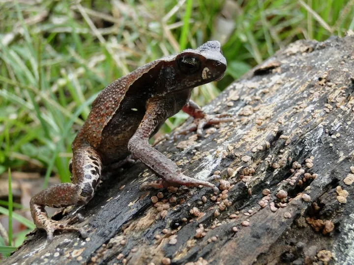 Foto