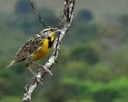 Sturnella magna