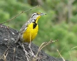 Sturnella magna