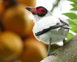 Titirra semifasciata