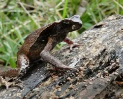 Bufu aematiticus