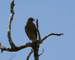 Buteo magnirostris