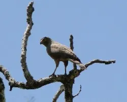 Buteo magnirostris