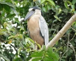 cochlearious cochlearius