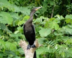 Phalacrocorax olivaceus