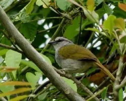 Arremonops conirostris