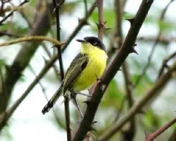 Todirostrum cinereum