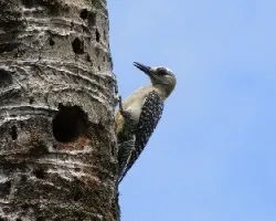 Melanerpes hoffmannii