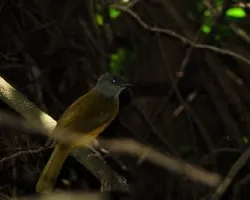 Eucometis penicillata