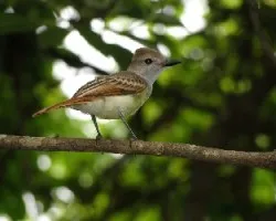 Myiarchus tyrannulus