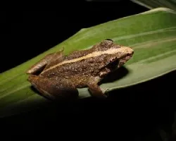 Common rain frog