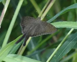 Hesperiidae urbanus simplicius