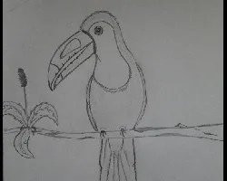 Ramphastos sulfuratus